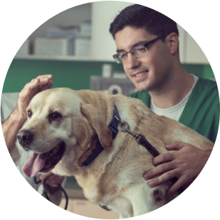 Vet With Labrador Circle Image