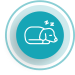 interrupted sleep icon sleeping dog